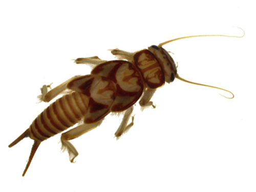 Common Stonefly Larvae